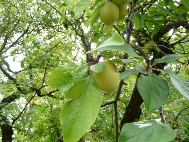 Greengage